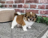 AKC Belle, a female Shih Tzu for sale in Syracuse, IN – 3 of 5