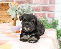 AKC Kanga, a female Miniature Schnauzer for sale in Syracuse, IN – Photo 3 of 10