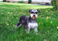 AKC Kanga, a female Miniature Schnauzer for sale in Syracuse, IN – Photo 9 of 10