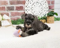 AKC Kanga, a female Miniature Schnauzer for sale in Syracuse, IN – 3 of 9
