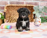 AKC Kanga, a female Miniature Schnauzer for sale in Syracuse, IN – Photo 8 of 10