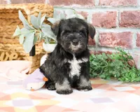 AKC Kanga, a female Miniature Schnauzer for sale in Syracuse, IN – Photo 5 of 10