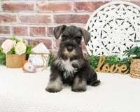AKC Kanga, a female Miniature Schnauzer for sale in Syracuse, IN – 2 of 9