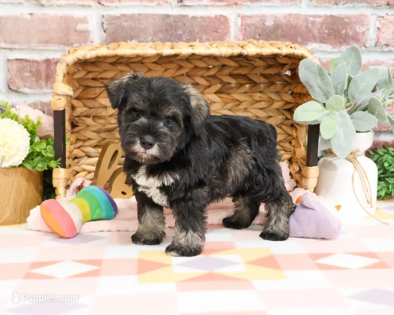 AKC Kanga – Miniature Schnauzer puppy for sale in Syracuse, IN
