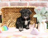 AKC Kanga, a female Miniature Schnauzer for sale in Syracuse, IN – Photo 2 of 10