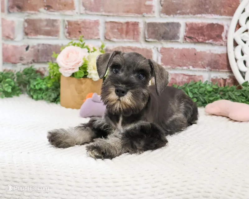 AKC Kanga – Miniature Schnauzer puppy for sale in Syracuse, IN