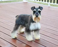 AKC Kanga, a female Miniature Schnauzer for sale in Syracuse, IN – Photo 10 of 10
