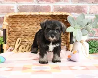 AKC Kanga, a female Miniature Schnauzer for sale in Syracuse, IN – Photo 6 of 10