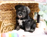 AKC Kanga, a female Miniature Schnauzer for sale in Syracuse, IN – Photo 4 of 10
