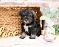 AKC Kanga, a female Miniature Schnauzer for sale in Syracuse, IN – Photo 7 of 10