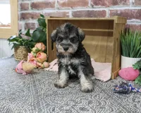 AKC Denise, a female Miniature Schnauzer for sale in Syracuse, IN – 5 of 5