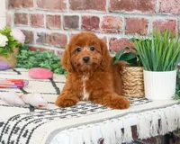 F1B Noelle , a female Cavapoo for sale in Syracuse, IN – 1 of 7