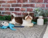 AKC Andre , a male Shih Tzu for sale in Syracuse, IN – 5 of 9