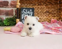 Bonnie, a female West Highland White Terrier for sale in Syracuse, IN – 5 of 6