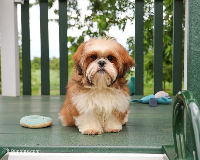 AKC Tramp – Shih Tzu puppy for sale in Syracuse, IN