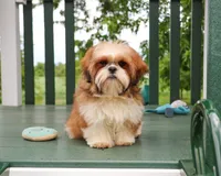 AKC Tramp, a male Shih Tzu for sale in Syracuse, IN – 1 of 10