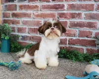 AKC Andre , a male Shih Tzu for sale in Syracuse, IN – 2 of 9