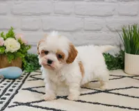 F1 Patty , a female Cavapoo for sale in Syracuse, IN – 7 of 9