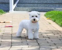 AKC Wren, a female West Highland White Terrier for sale in Syracuse, IN – 1 of 5
