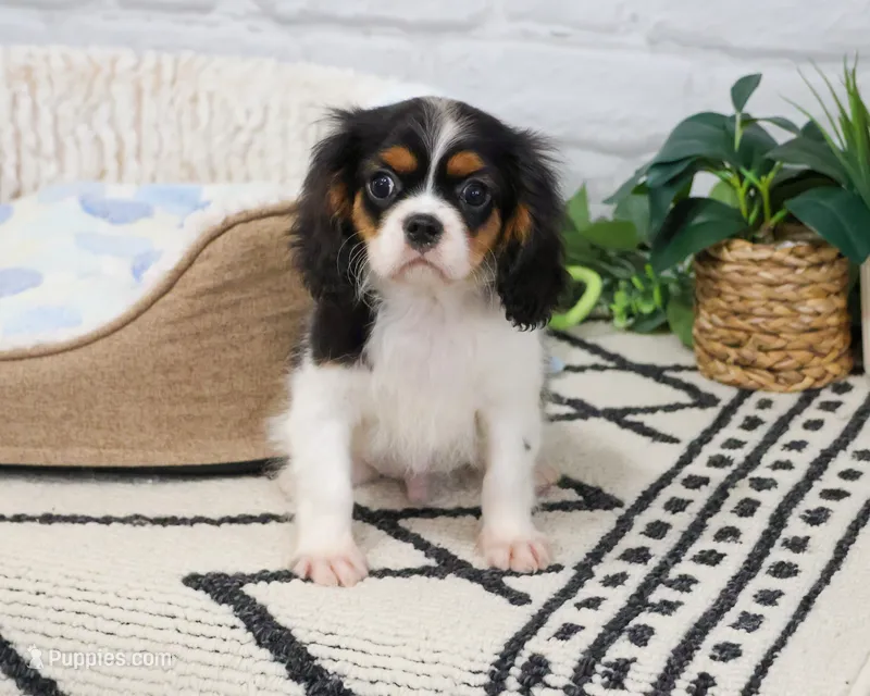 AKC Kaiden  – Cavalier King Charles Spaniel puppy for sale in Syracuse, IN