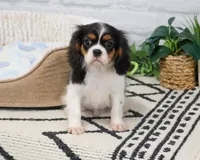 AKC Kaiden , a male Cavalier King Charles Spaniel for sale in Syracuse, IN – 1 of 10