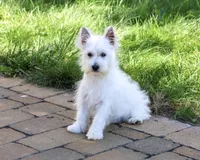 AKC Bonnie, a female West Highland White Terrier for sale in Syracuse, IN – 3 of 10