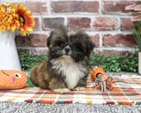 AKC Hayes, a male Shih Tzu for sale in Syracuse, IN – 1 of 9