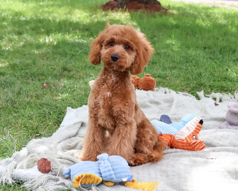 F1B Donut – Cavapoo puppy for sale in Syracuse, IN