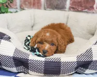 F1B Strudel, a male Cavapoo for sale in Syracuse, IN – 2 of 6