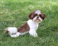 AKC Andre , a male Shih Tzu for sale in Syracuse, IN – 1 of 10
