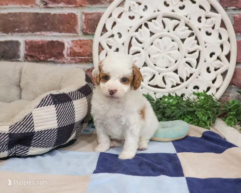 F1B Biscuit – Cavapoo puppy for sale in Syracuse, IN