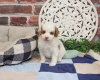 F1B Biscuit, a male Cavapoo for sale in Syracuse, IN – 1 of 5
