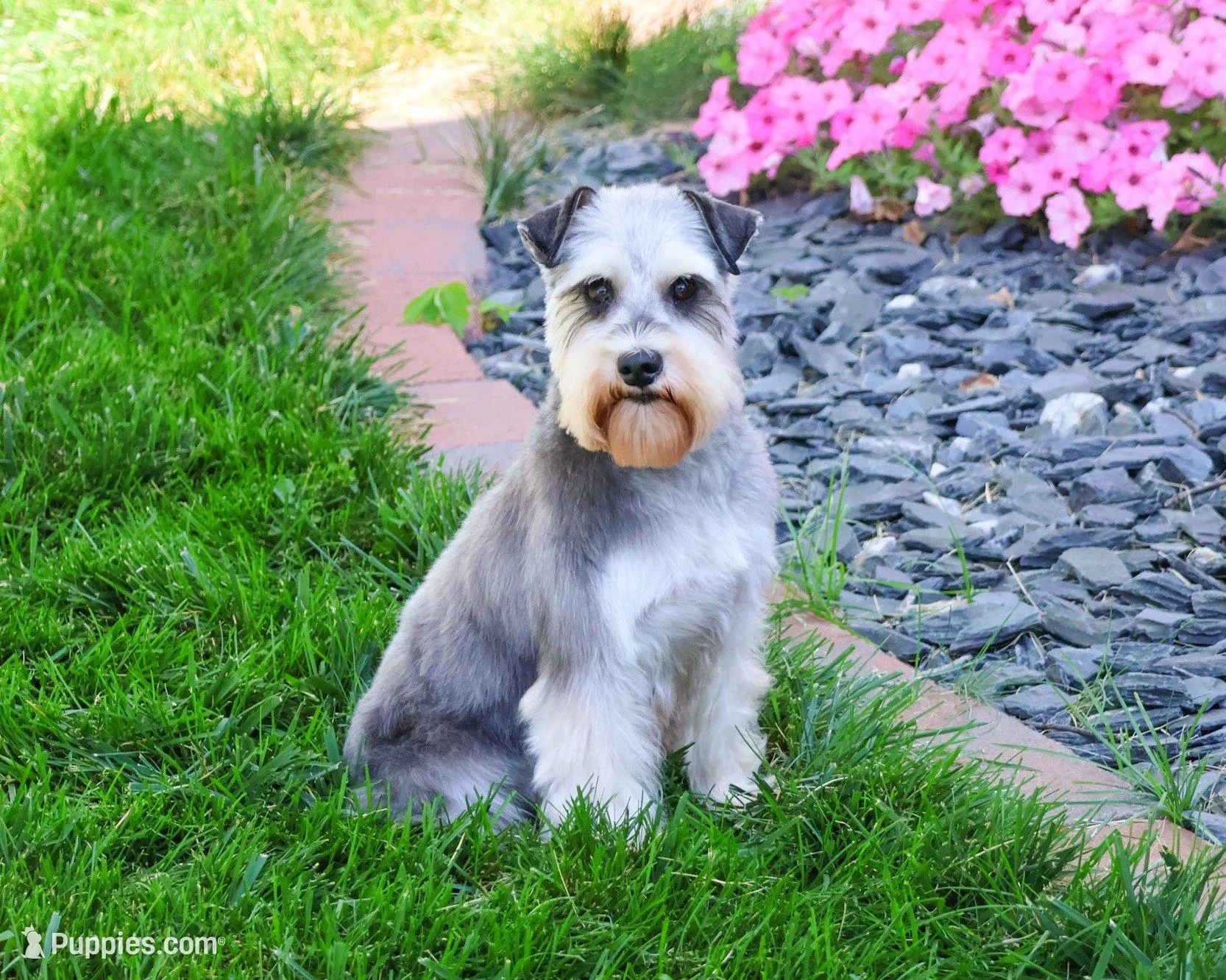 AKC Hadley , a female Miniature Schnauzer for sale in Syracuse, IN – Photo 7 of 8