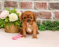 AKC Dreamer, a female Cavalier King Charles Spaniel for sale in Syracuse, IN – 3 of 7