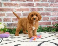 F1B Kelsie , a female Cavapoo for sale in Syracuse, IN – 2 of 10