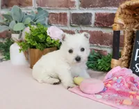Bonnie, a female West Highland White Terrier for sale in Syracuse, IN – 2 of 6