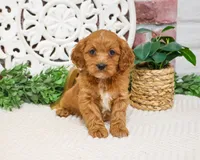 F1B Kelsie , a female Cavapoo for sale in Syracuse, IN – 8 of 10