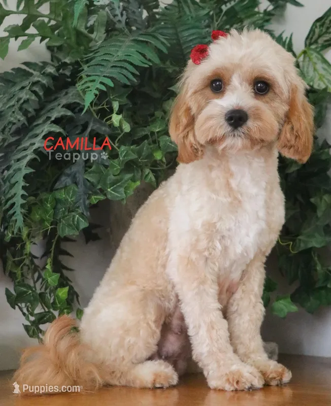 Camilla  – Cavapoo puppy for sale in Syracuse, IN