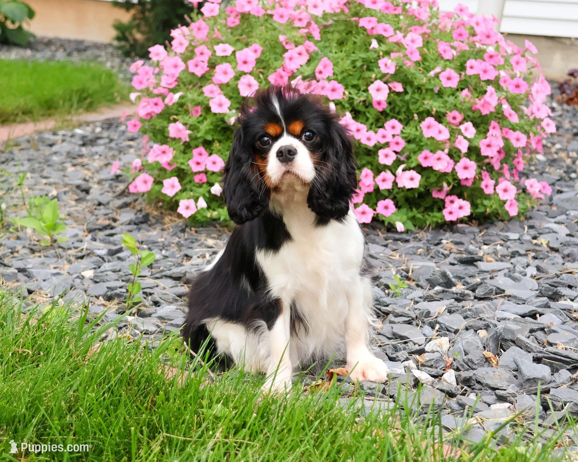 AKC Khalil , a male Cavalier King Charles Spaniel for sale in Syracuse, IN – Photo 6 of 7