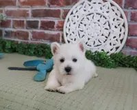 AKC Hamish, a male West Highland White Terrier for sale in Syracuse, IN – 2 of 5