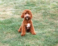 F1B Illius , a male Cavapoo for sale in Syracuse, IN – 4 of 10