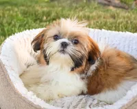 AKC Flower , a female Shih Tzu for sale in Syracuse, IN – 5 of 10
