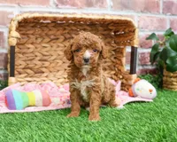 AKC Rebekka , a female Poodle - Miniature  for sale in Syracuse, IN – Photo 2 of 9