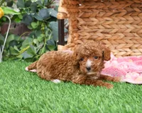 AKC Rebekka , a female Poodle - Miniature  for sale in Syracuse, IN – Photo 1 of 9
