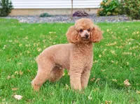 AKC Rebekka , a female Poodle - Miniature  for sale in Syracuse, IN – Photo 9 of 9