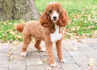 AKC Rebekka , a female Poodle - Miniature  for sale in Syracuse, IN – Photo 8 of 9