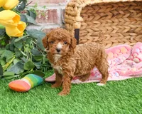AKC Rebekka , a female Poodle - Miniature  for sale in Syracuse, IN – Photo 5 of 9