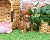 AKC Rebekka , a female Poodle - Miniature  for sale in Syracuse, IN – Photo 3 of 9