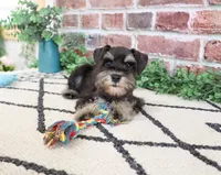 AKC Otto , a male Miniature Schnauzer for sale in Syracuse, IN – 3 of 7