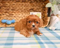 AKC Kingsley , a male Cavalier King Charles Spaniel for sale in Syracuse, IN – Photo 4 of 7